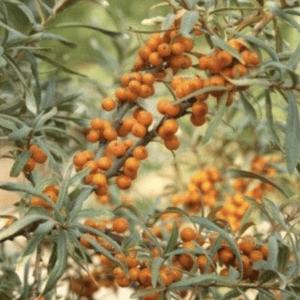 Branch with orange sea buckthorn berries and green leaves.